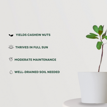 Live mango plant for garden or pot